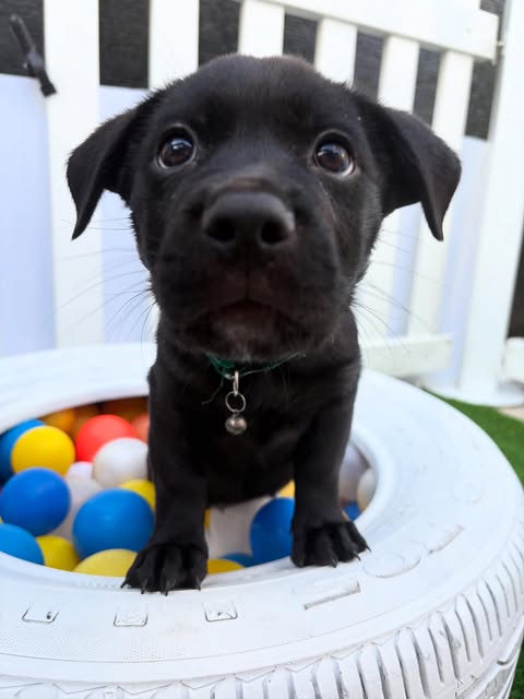 Puppy close-up in a ball-pit tire at an event