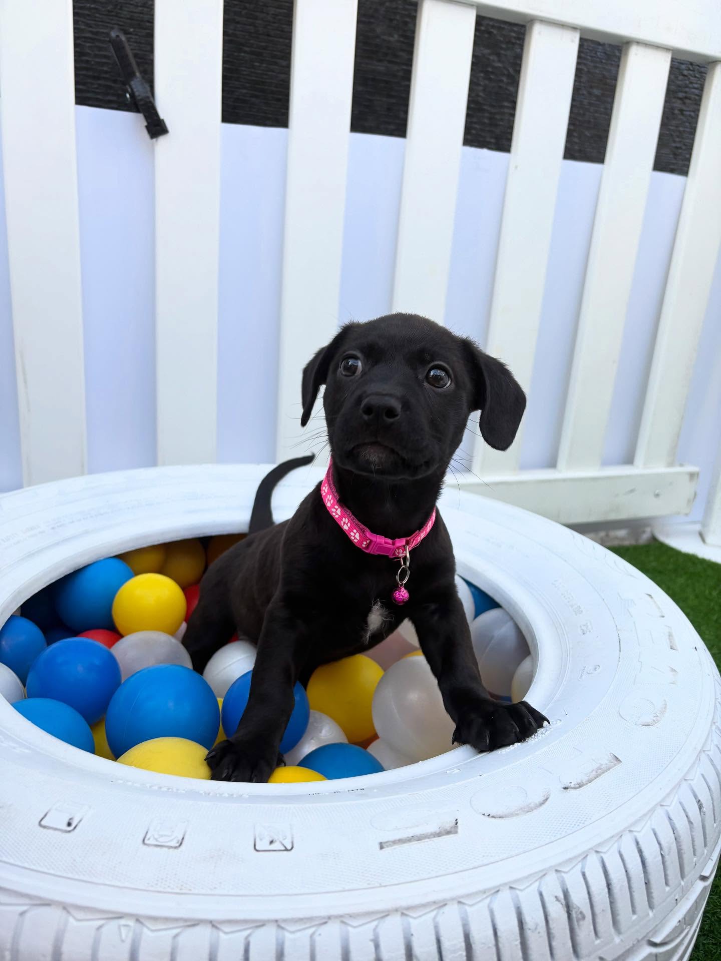 Black puppy in a ball-pit tire — playful event activation