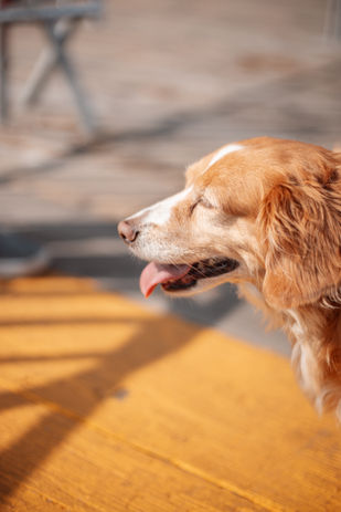 Close-up side profile of a golden retriever in sunlight