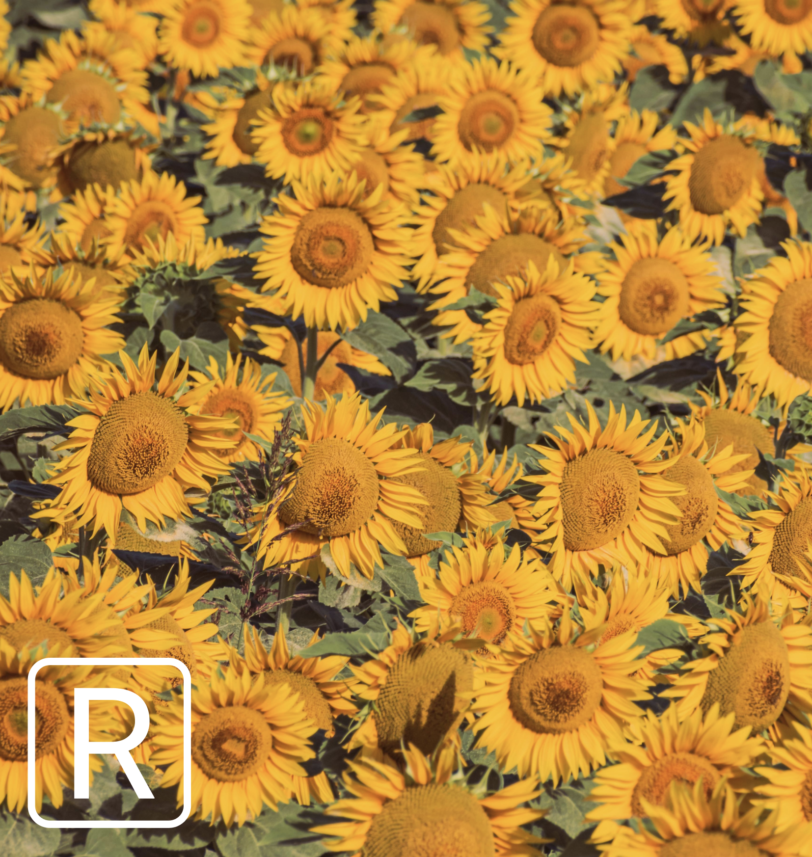 Overhead view of a dense field of yellow sunflowers with the Why Regenerative R watermark