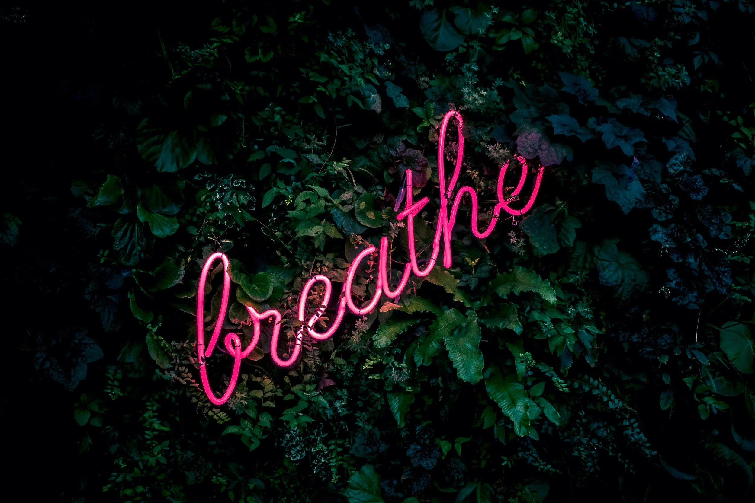 Pink neon 'breathe' sign against a dark green foliage wall